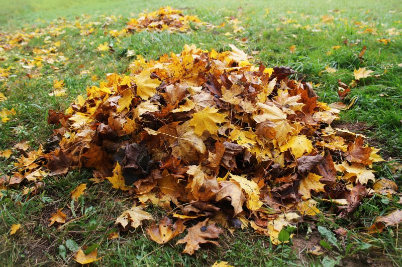 Fall Lawn Cleanup Image 1