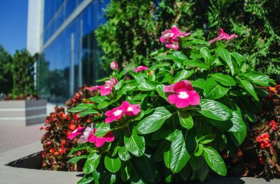Gardening and Planting Flowers Adds to Curb Appeal!